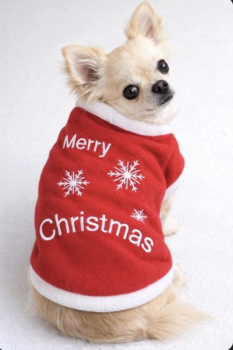 Small dog jumper red - jumper,