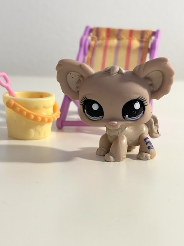 1060 chihuahua dog - dog, with