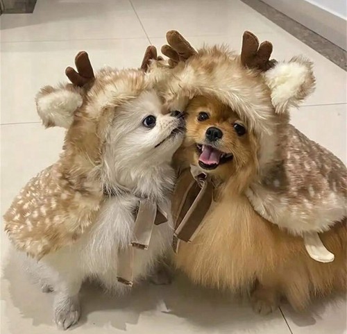 Toy dog puppy - dog, reindeer