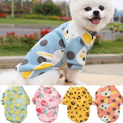 Chihuahua dog sweatshirt puppy - dog,