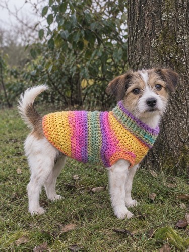 Small dog jumper - , knitted