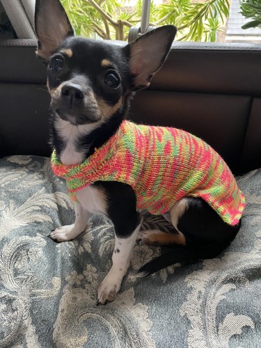 Teacup tiny chihuahua puppy