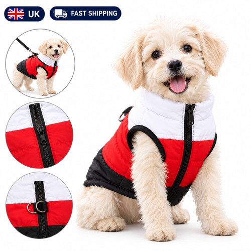 Pet dog cat puppy - dog,