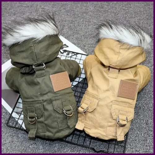 Winter puppy pet dog - pet, coat