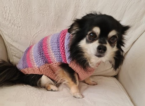 Hand knitted chihuahua - 15",