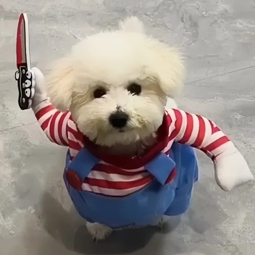 Pet outfit halloween funny - pet,