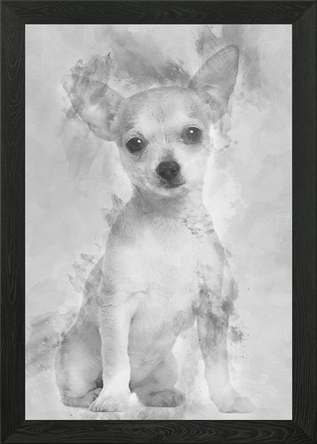 Chihuahua puppy months o - puppy, 3