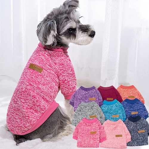 Small pet dog chihuahua warm - small,