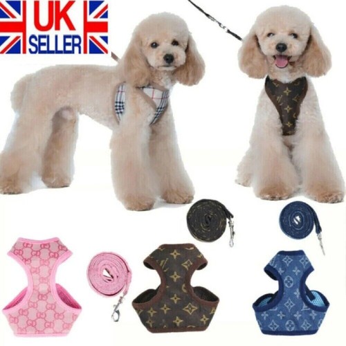 Small dog cat puppy - small,