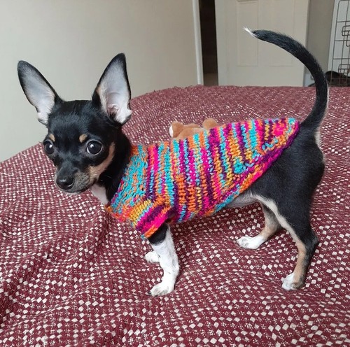 Teacup tiny chihuahua puppy