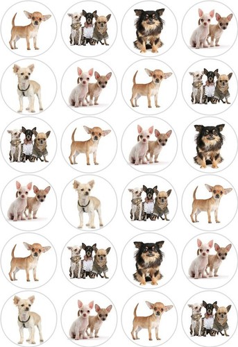 Chihuahua dog puppy cupcake - 24,