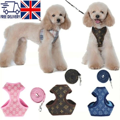 Small dog cat puppy - small,