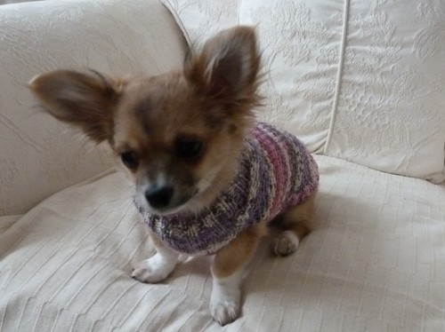 Hand knitted chihuahua - 8", tiny