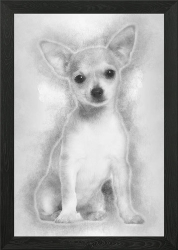 Chihuahua puppy months - chihuahua,