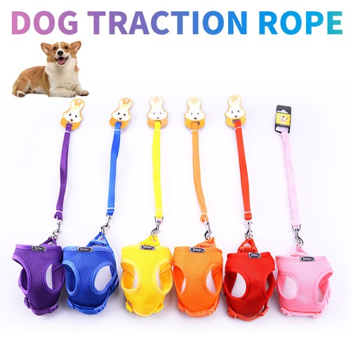 Tiny dog harness - dog, lead