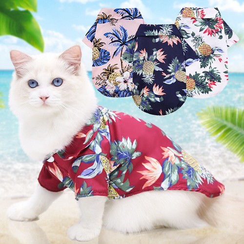 Cute pet dog cat - dog,