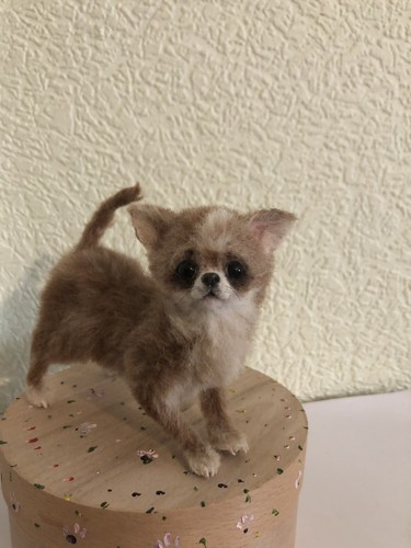 Beautiful chihuahua puppy dog - chihuahua,